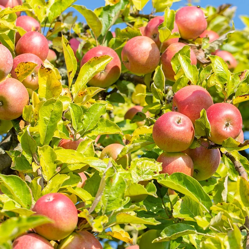 Apfelbaum ‘Reine des Reinettes’