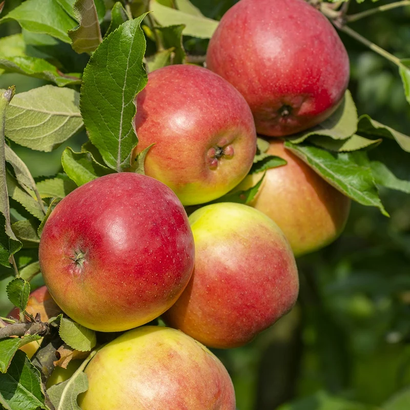 Apfelbaum ‘Reine des Reinettes’