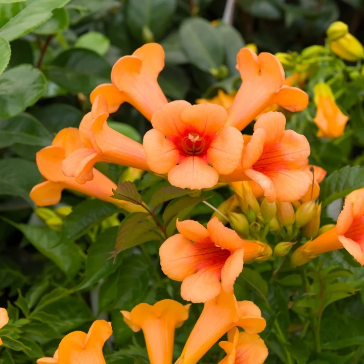 Trompetenblume 'Indian Summer'