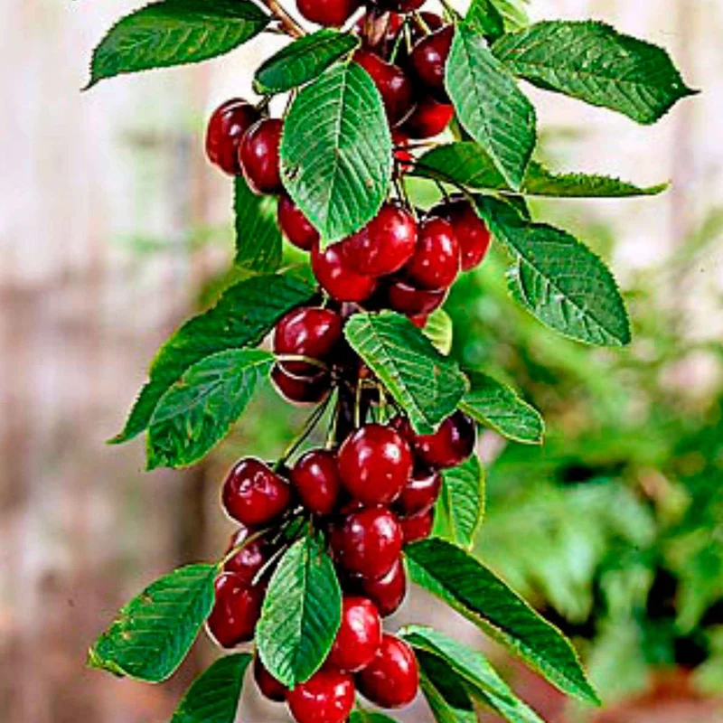 Säulenförmiger Kirschbaum 'Sylvia'