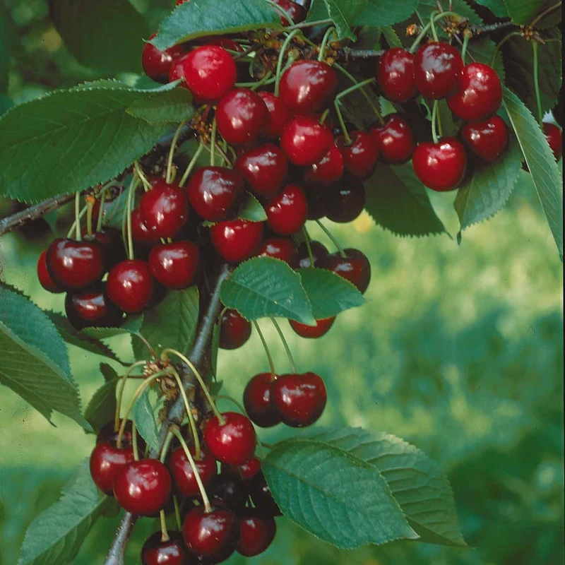 Säulenförmiger Kirschbaum 'Sylvia'