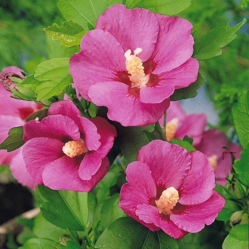 Hibiskus-Stämmchen