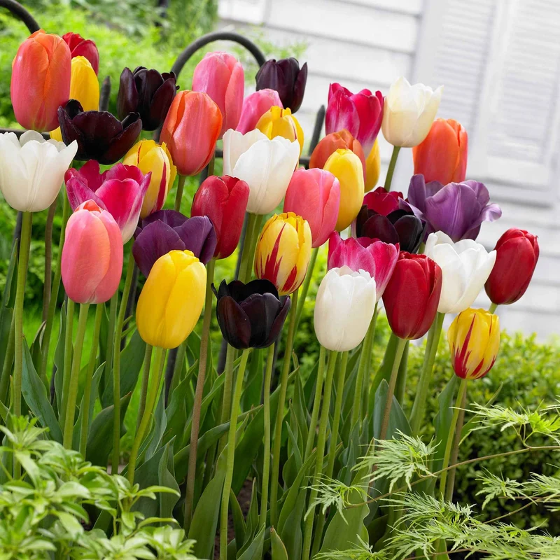 Langstielige Tulpen Mischung