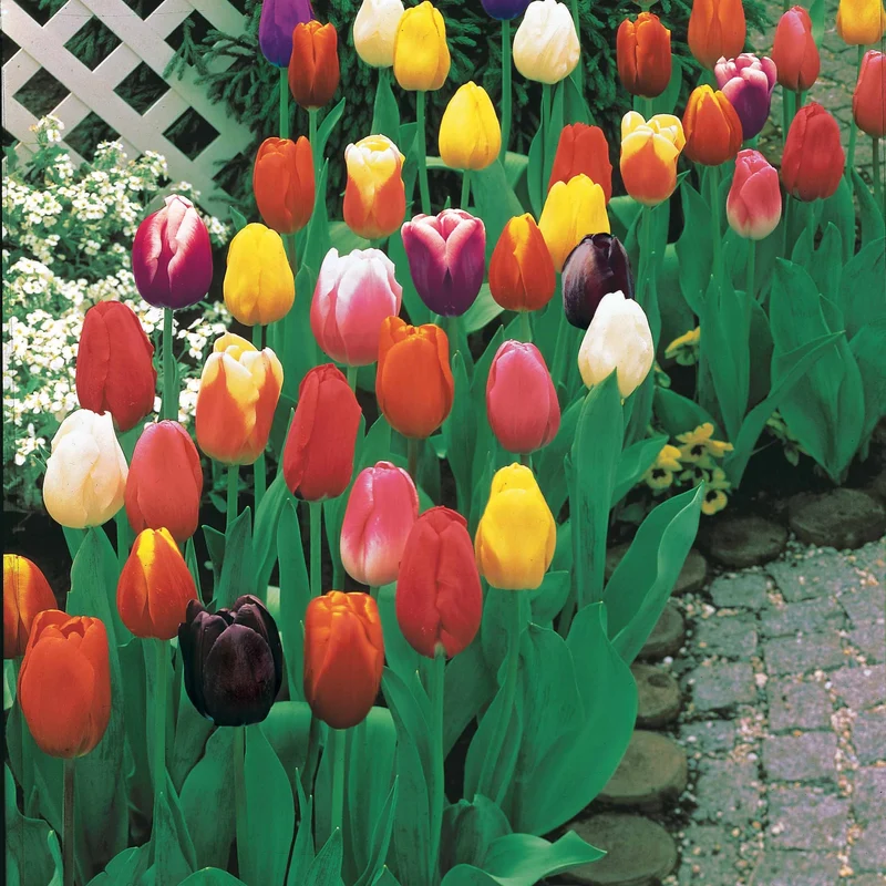 Langstielige Tulpen Mischung