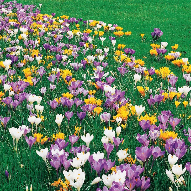 Großblumige Krokusse Mischung