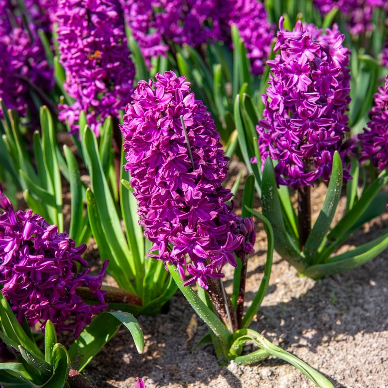 Hyazinthe 'Woodstock' (x6)