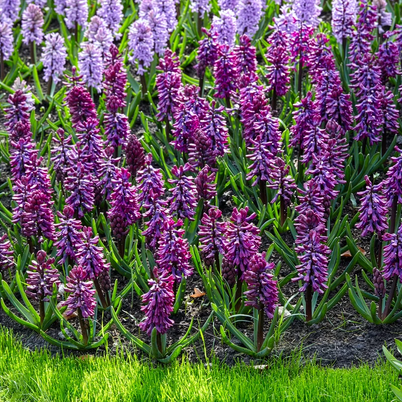 Hyazinthe 'Woodstock' (x6)