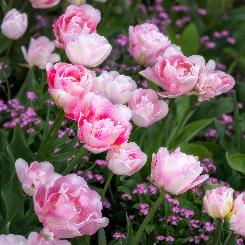 Tulpe Angelique (x10)