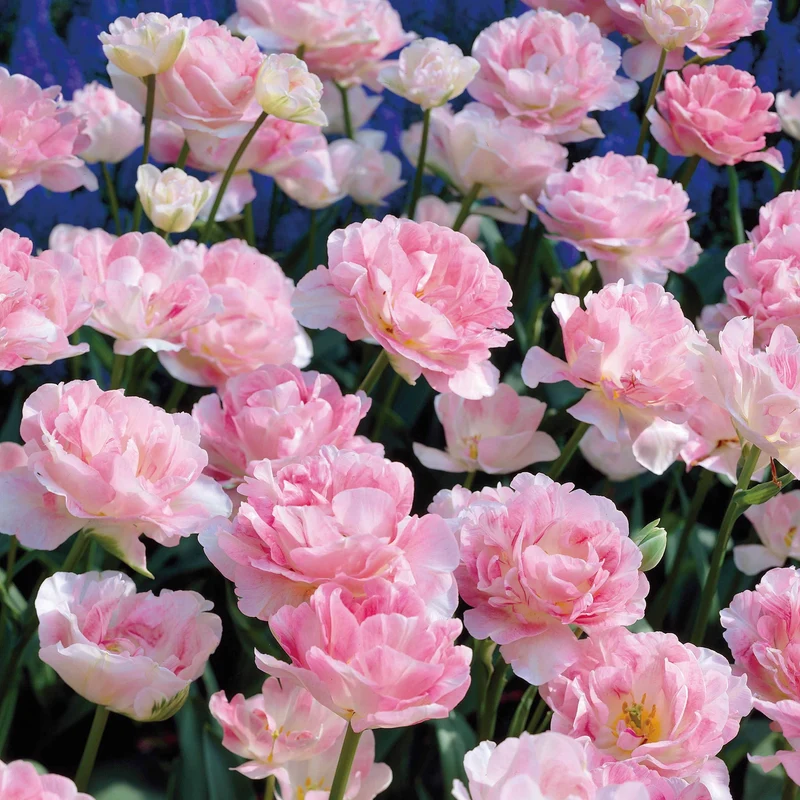 Tulpe Angelique (x10)
