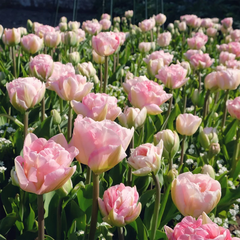 Tulpe Angelique (x10)