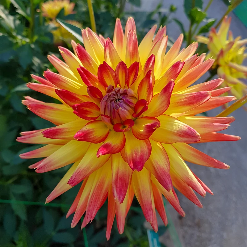 Kaktus-Dahlie Feuervogel (x3)