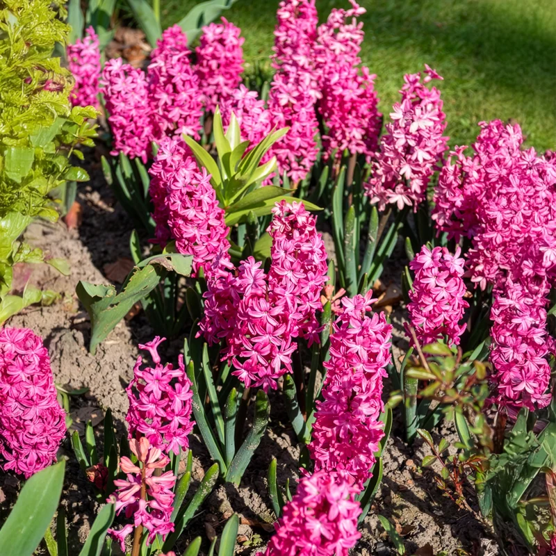 Hyazinthe 'Jan Bos' (x6)