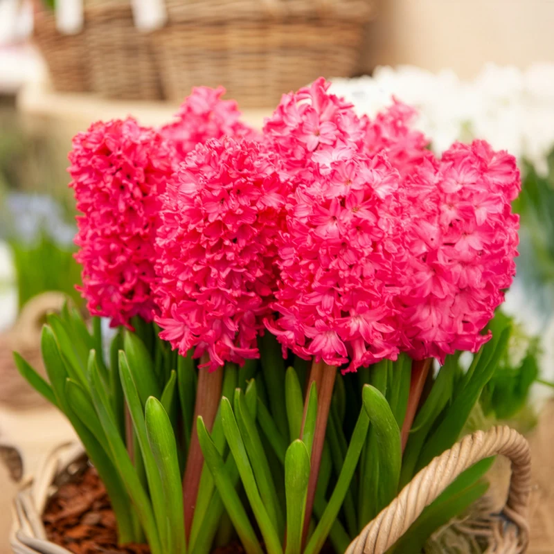 Hyazinthe 'Jan Bos' (x6)