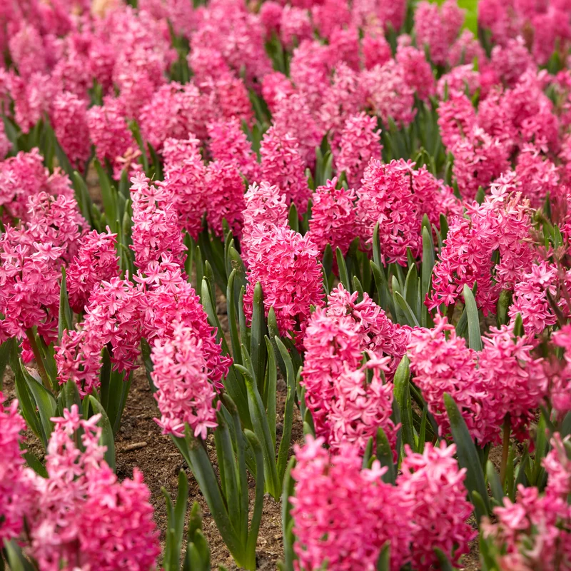 Hyazinthe 'Jan Bos' (x6)