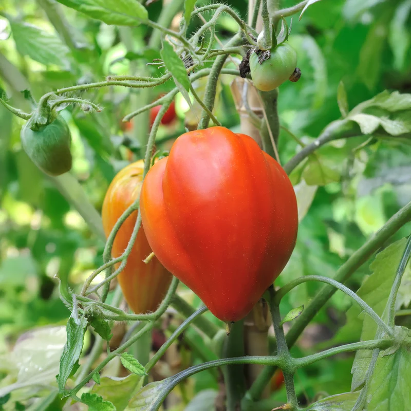 Fleischtomate 'Ochsenherz'
