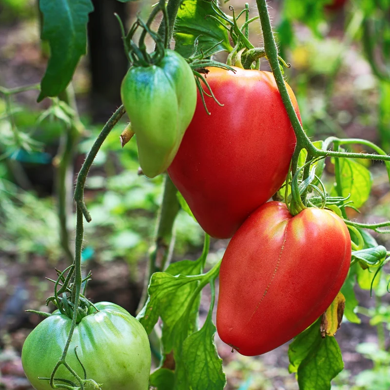 Fleischtomate 'Ochsenherz'