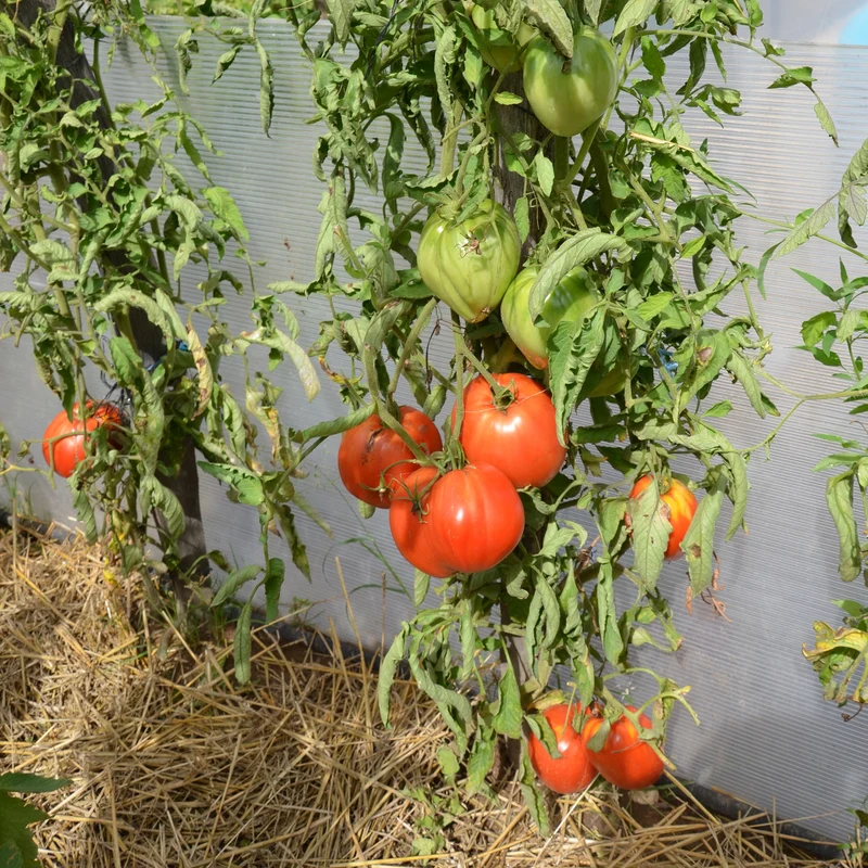 Fleischtomate 'Ochsenherz'
