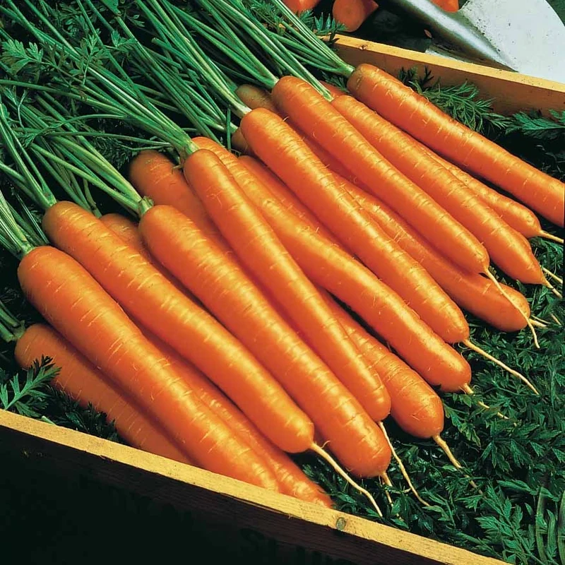 Möhre ‘Amsterdam’ (Amfine)