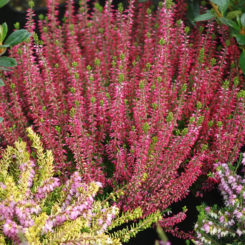 Sommerheide Mischung (x6)