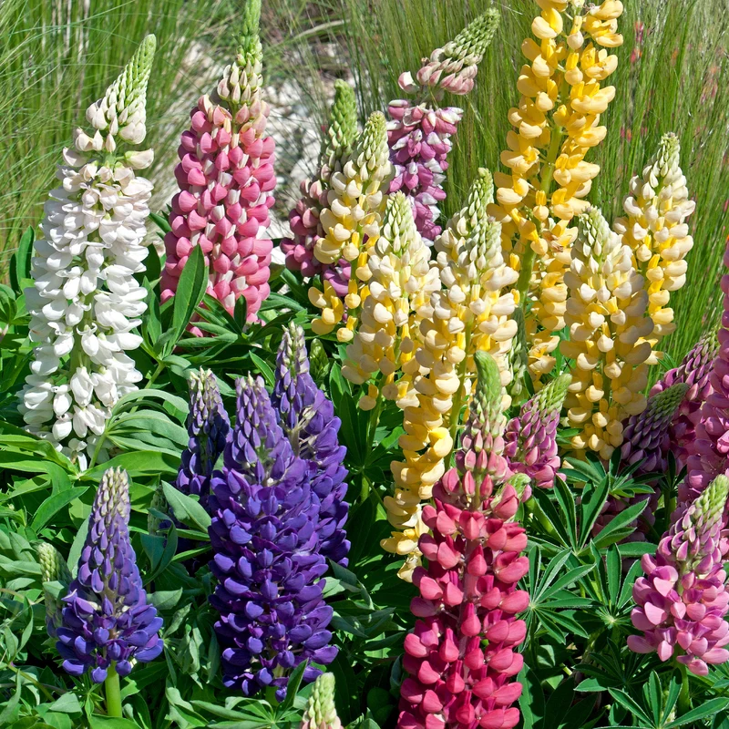Lupinen Russel Mischung (x5)