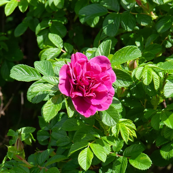 Rugosa-Rose ‘Hansa’