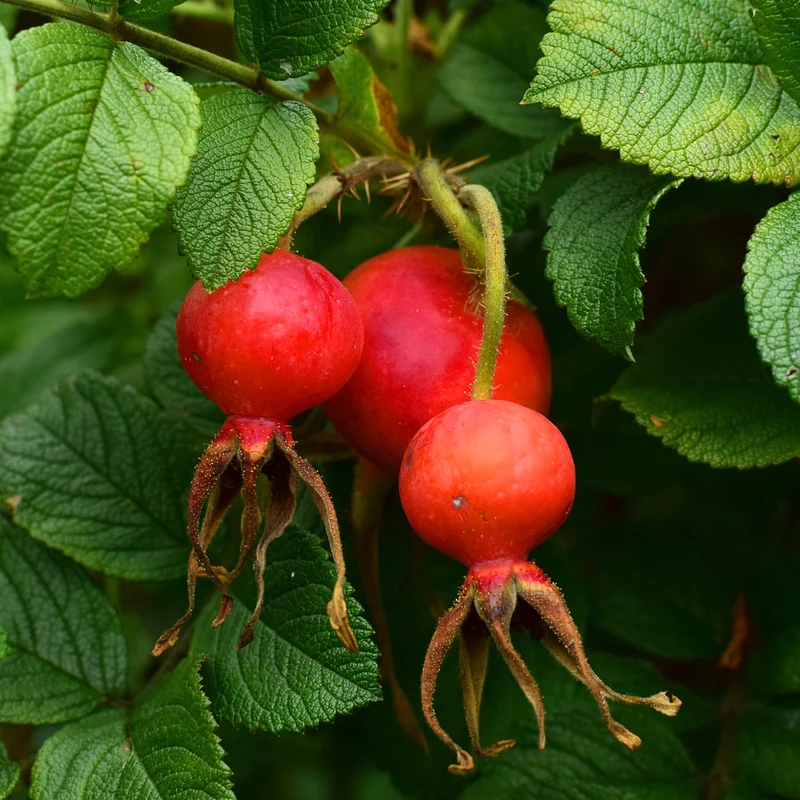 Rugosa-Rose ‘Hansa’