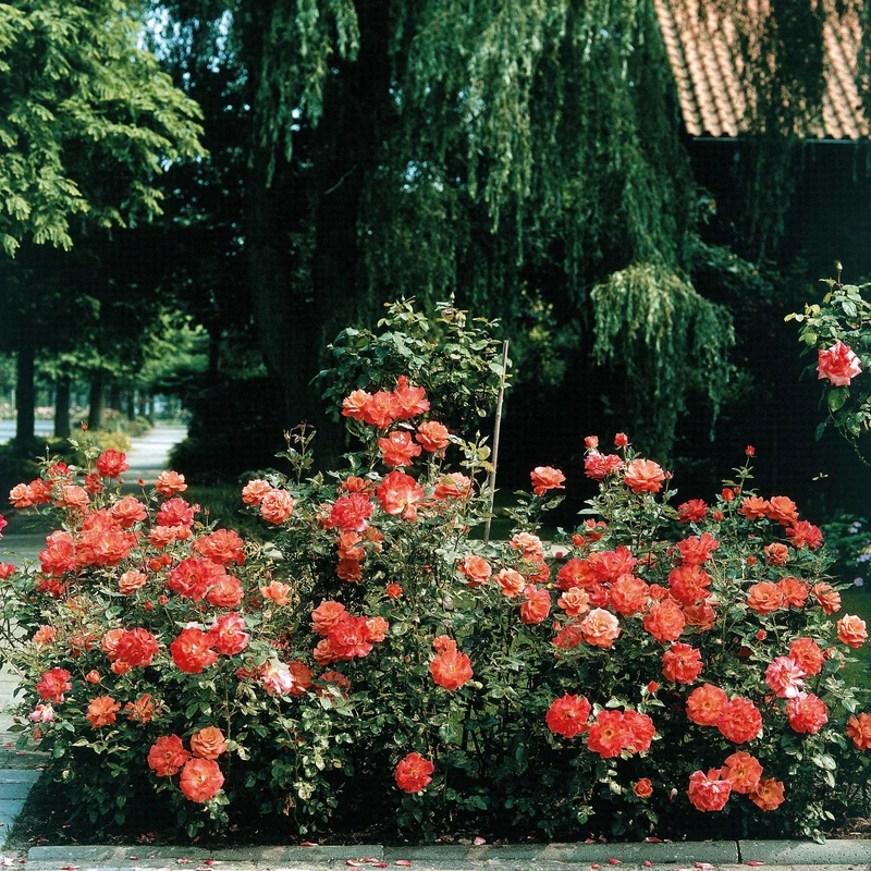 Strauchrose Doris Tysterman