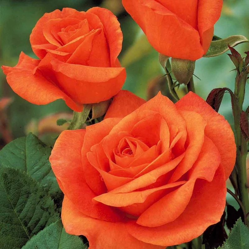 Strauchrose Doris Tysterman