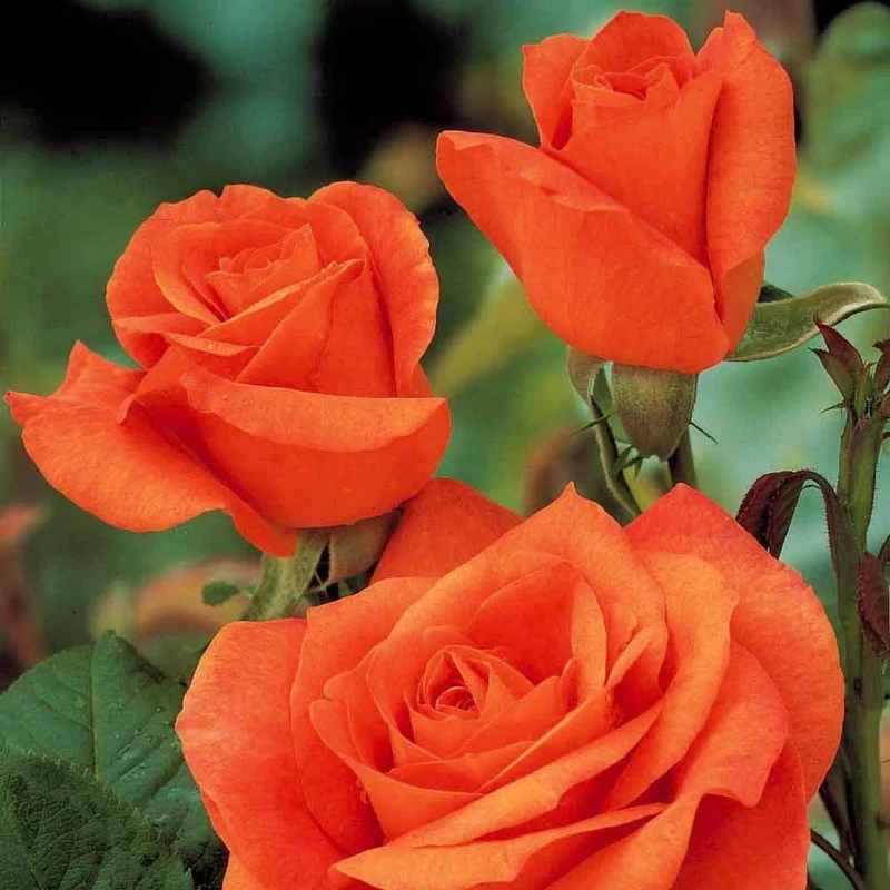 Strauchrose Doris Tysterman