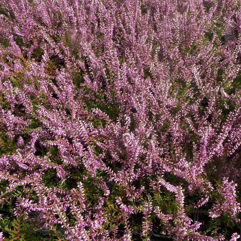 Sommerheide rosa, grünlaubig (x3)