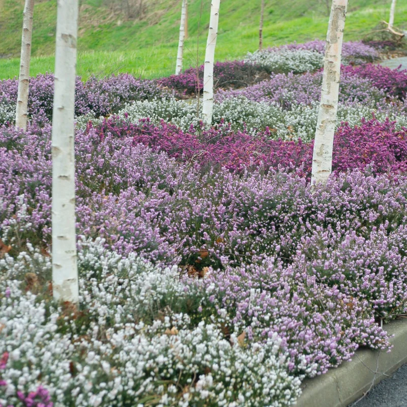 Winterheiden Mischung (rot + rosa + weiß) (x6)