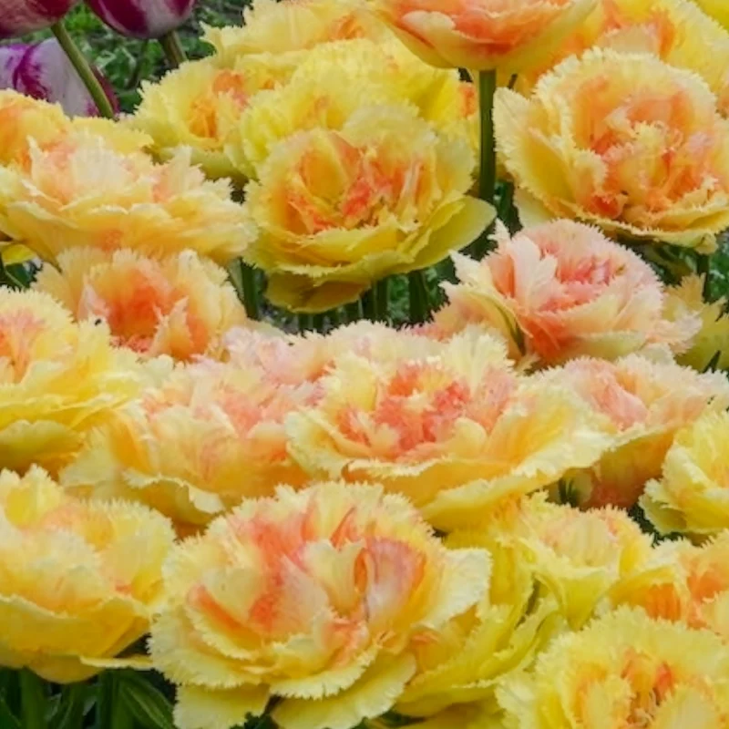 Tulpen Vaya con Dios
