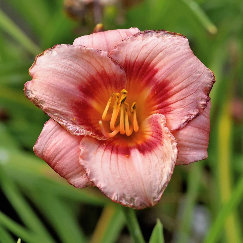 Duft-Taglilien rosa (x2)