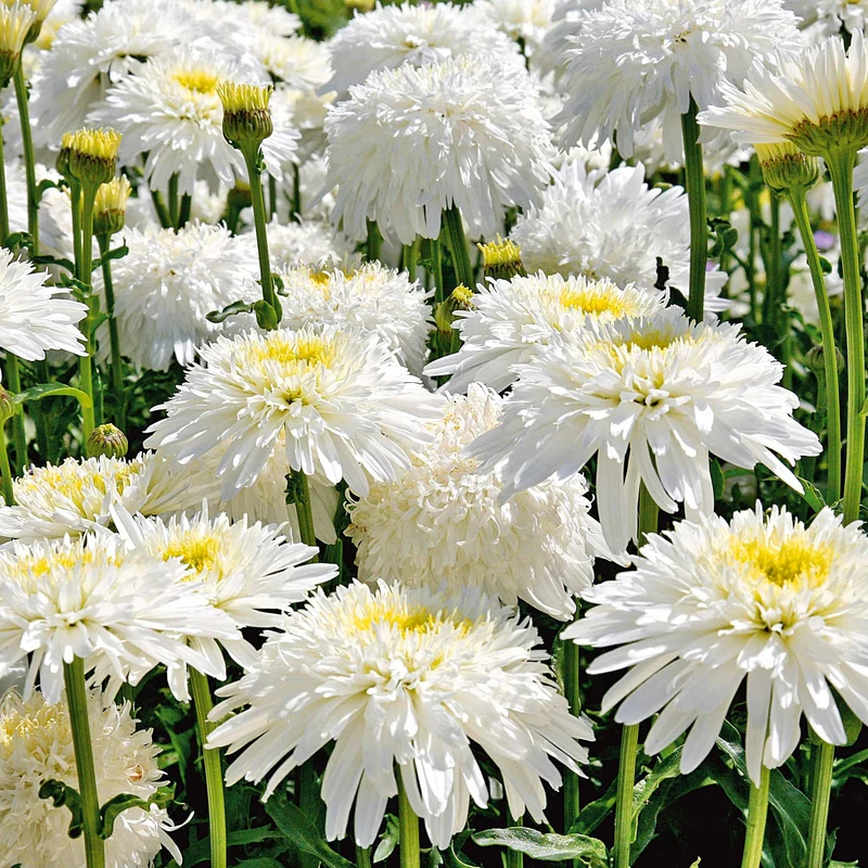 Margeriten Fiona Goghill (x3)