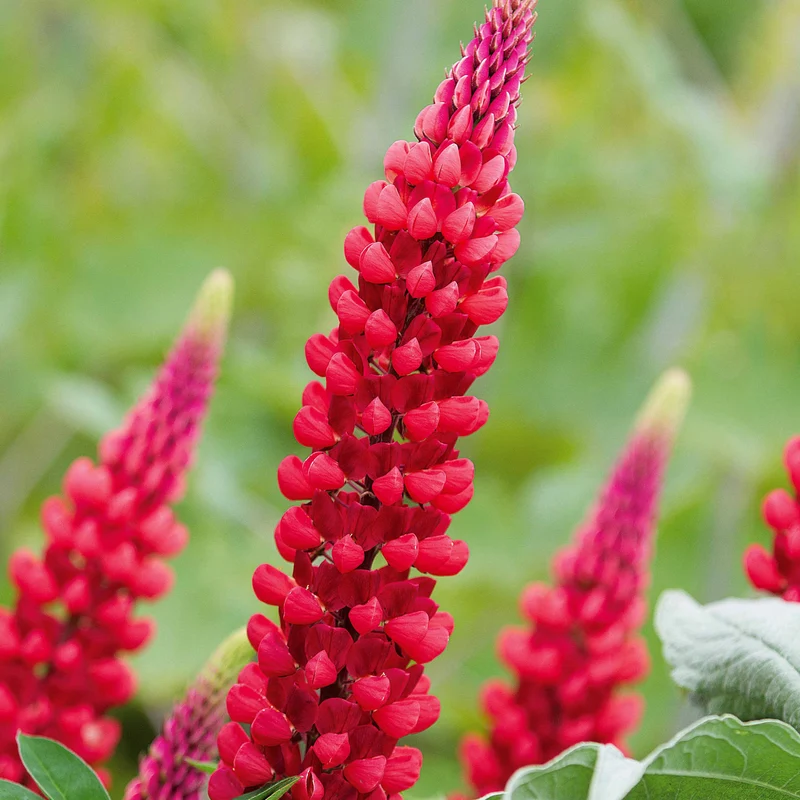Lupine ‘Russell Red’ (x3)