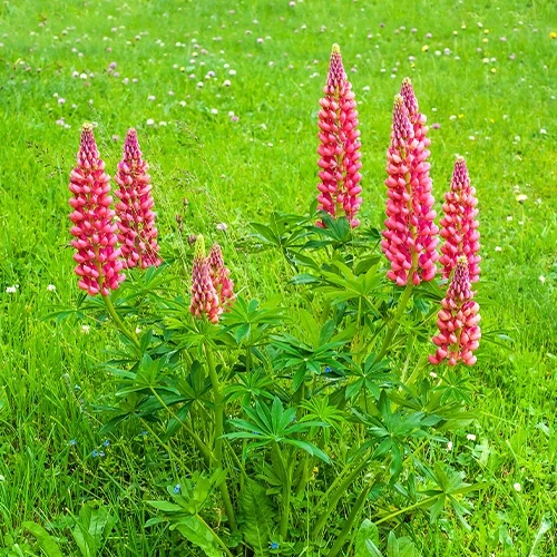Lupine ‘Russell Red’ (x3)
