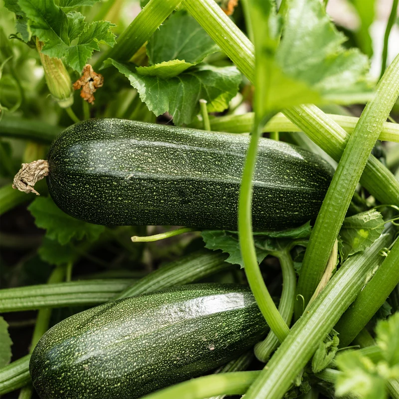 Zucchini Storr's Green F1