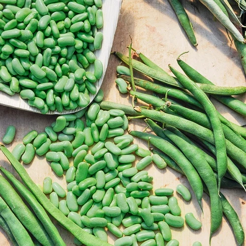 Buschbohne ‘Chevrier vert Flagrano’
