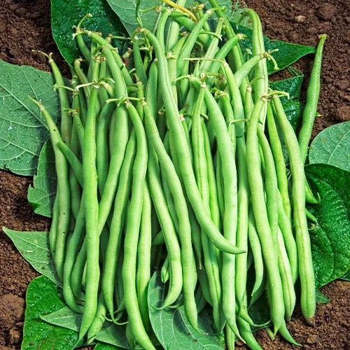 Buschbohne, mangetout ‘Braimar’