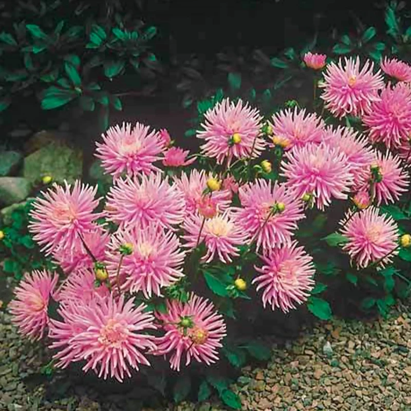 Kaktusdahlie Park Princess (x3)