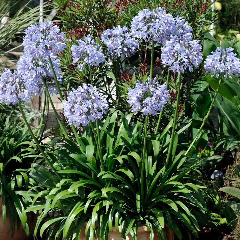 Blaue Schmucklilie (x3)