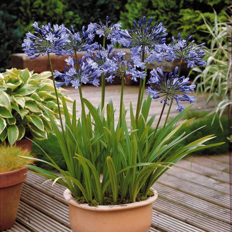 Blaue Schmucklilie (x3)