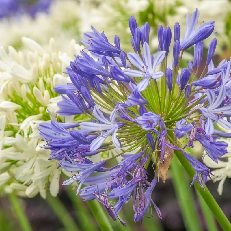 Blaue Schmucklilie (x3)