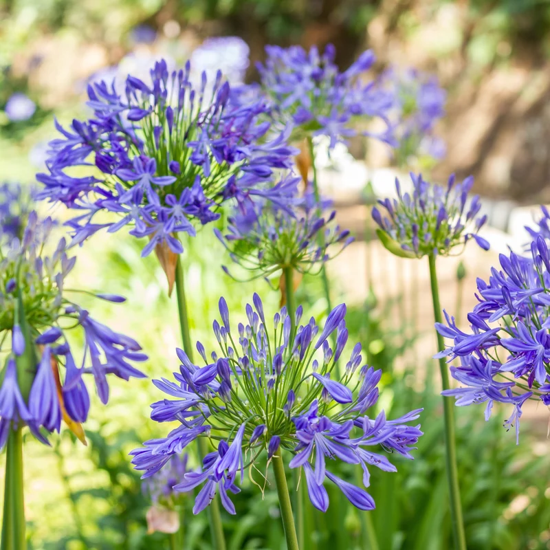 Blaue Schmucklilie (x3)