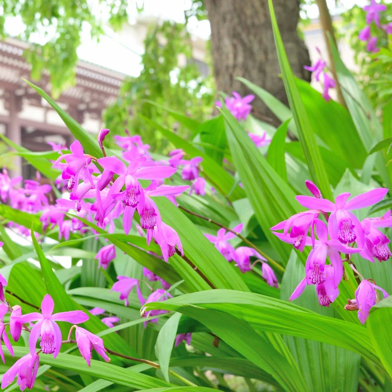 Gartenorchidee Bletilla (x2)
