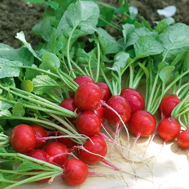 Radieschen ‘Cerise’