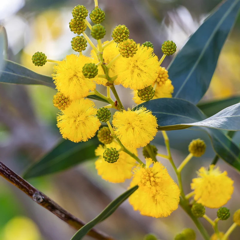 Vier-Jahreszeiten-Mimose