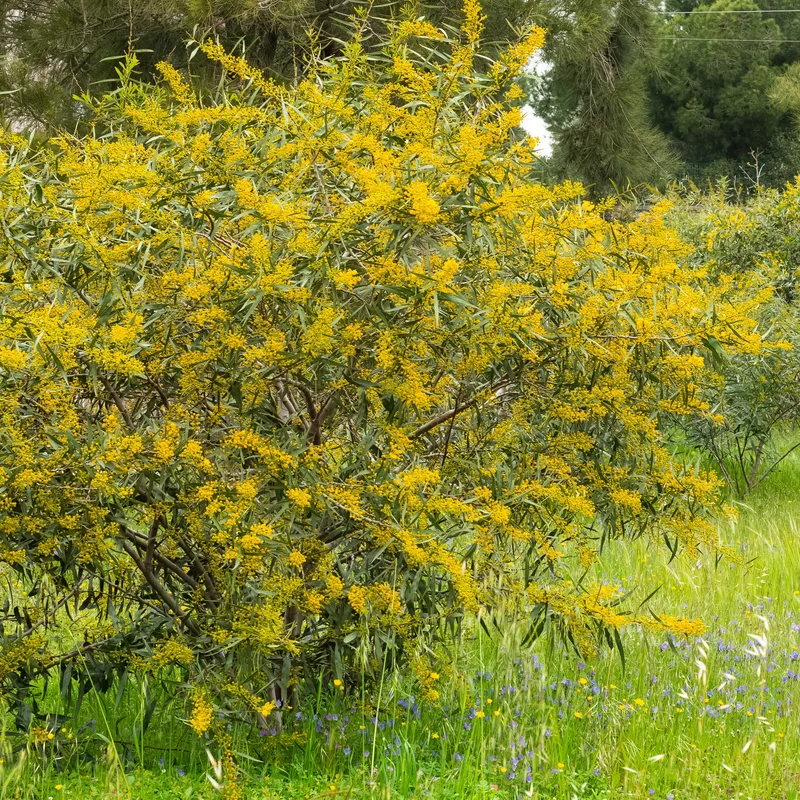 Vier-Jahreszeiten-Mimose