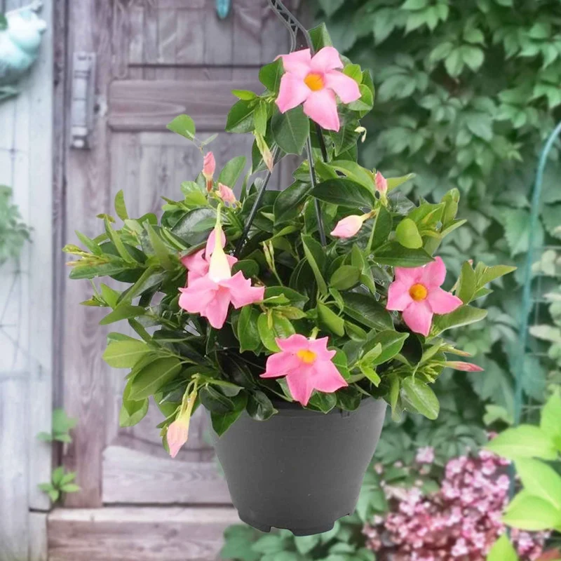 Dipladenia rosa