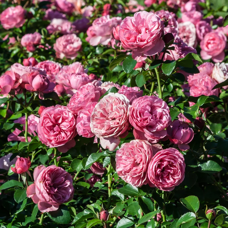 Rose 'Leonardo da Vinci'